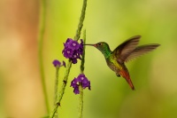 Kolibrik rezavoocasy - Amazilia tzacatl - Rufous-tailed Hummingbird o3773